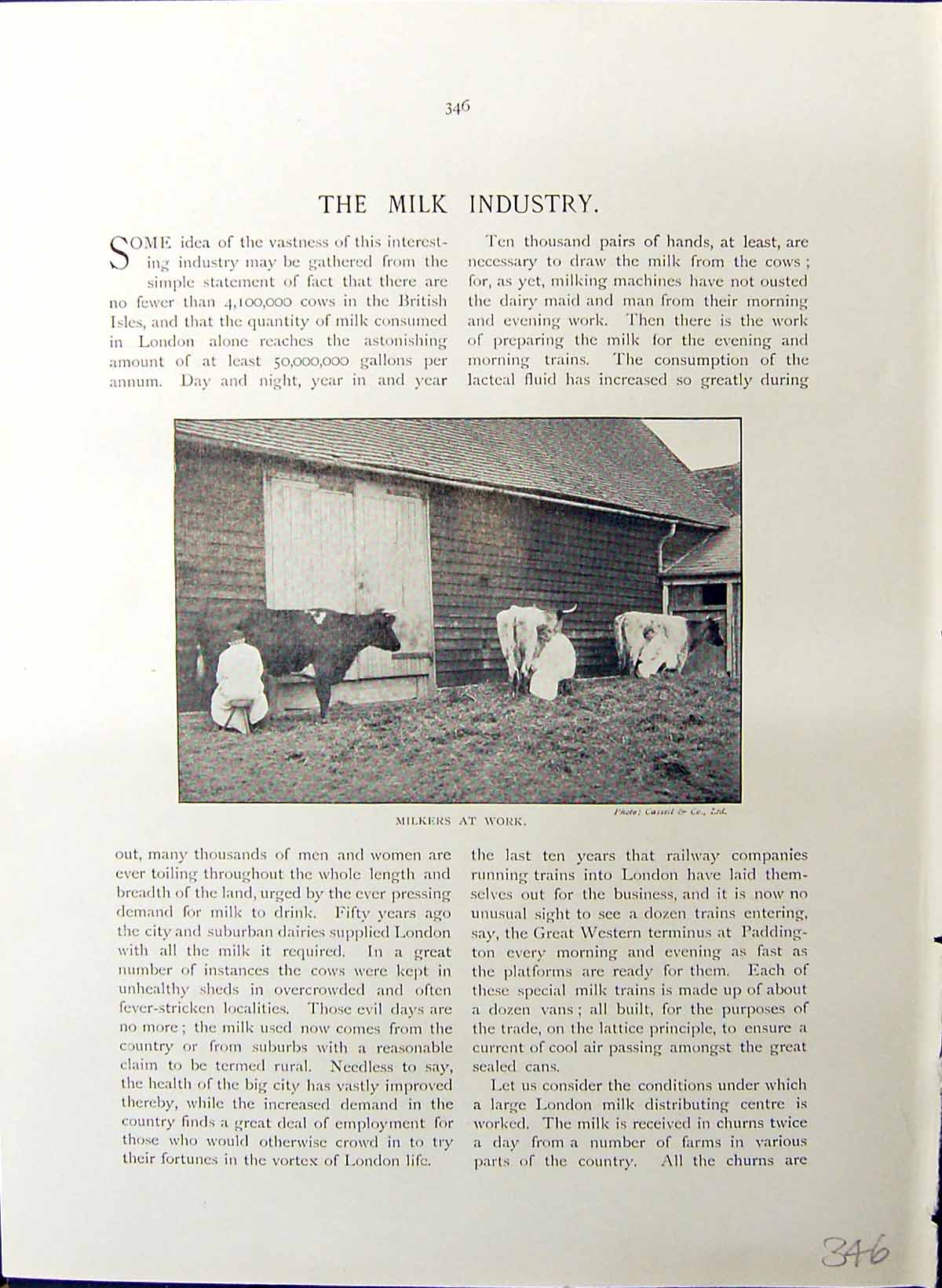 Old Britain Work C1910 Milk Industry Cows Dairy Farm Aylesbury Horses 20th