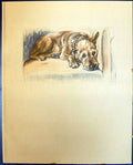 Original Old Vintage Print Lucy Dawson Colour 1936 Dogs Patrick Terrier 20th