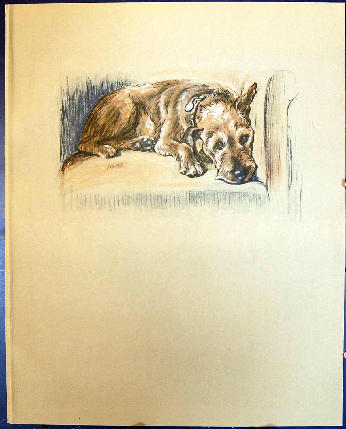 Original Old Vintage Print Lucy Dawson Colour 1936 Dogs Patrick Terrier 20th