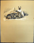 Old Vintage Print Lucy Dawson Colour 1936 Dogs Berbay'S Lad Siamese Cat 20th
