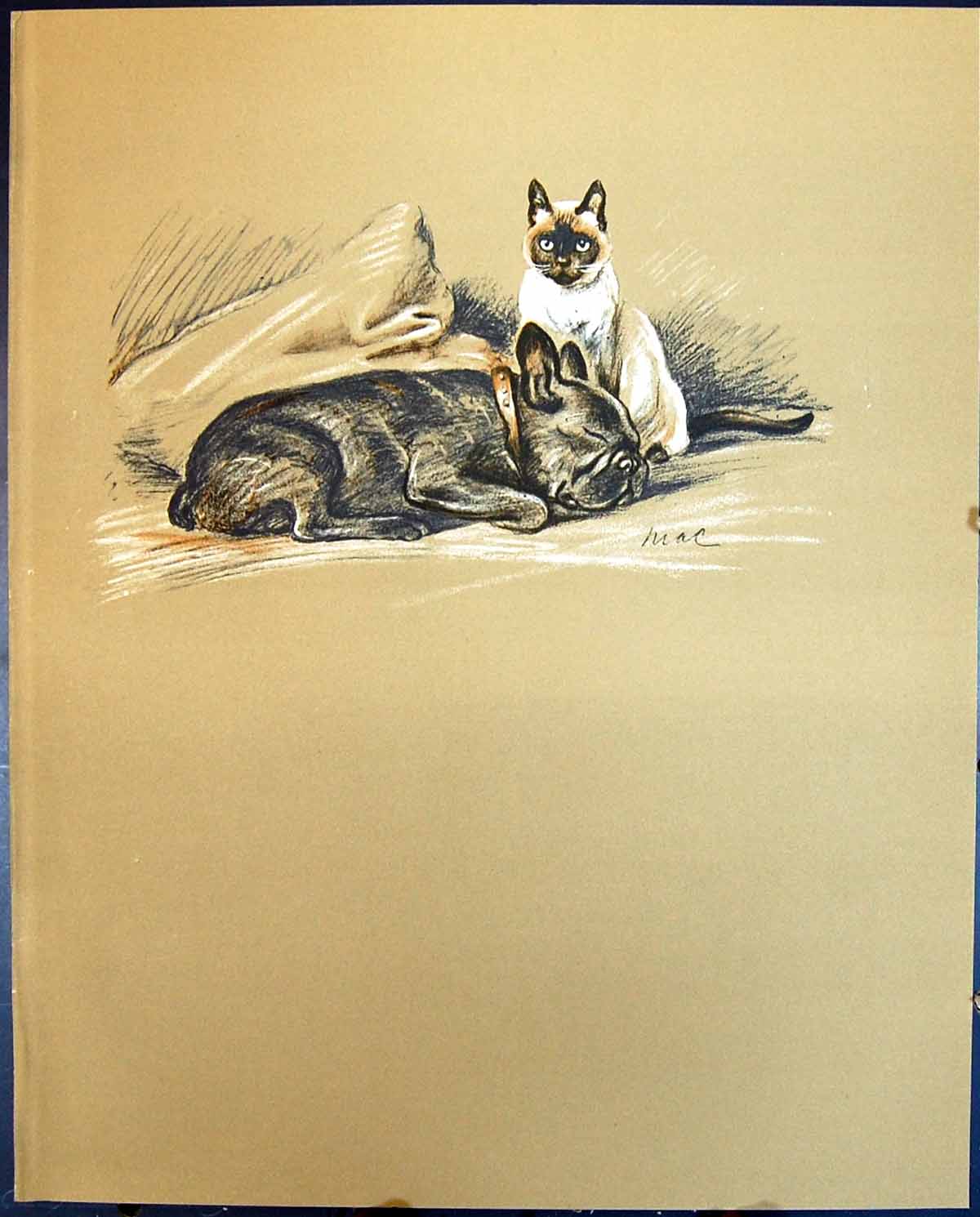 Old Vintage Print Lucy Dawson Colour 1936 Dogs Berbay'S Lad Siamese Cat 20th