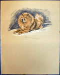 Original Old Vintage Print Lucy Dawson Colour 1936 Dogs Red Prince Wu Song 20th