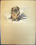 Original Old Vintage Print Lucy Dawson Colour 1936 Dogs George 20th Century