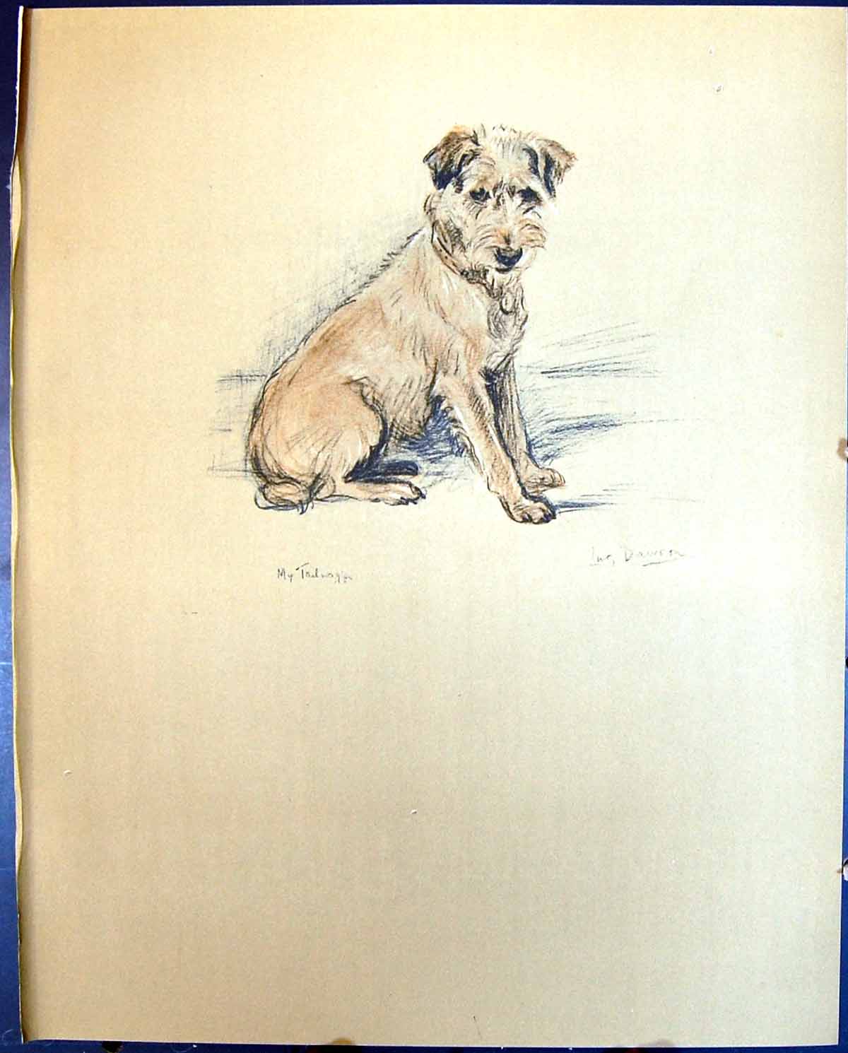 Original Old Vintage Print Lucy Dawson Colour 1936 Dogs Bob 20th Century