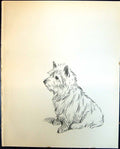 Original Old Vintage Print Terrier Dogs Lucy Dawson 1936 20th Century