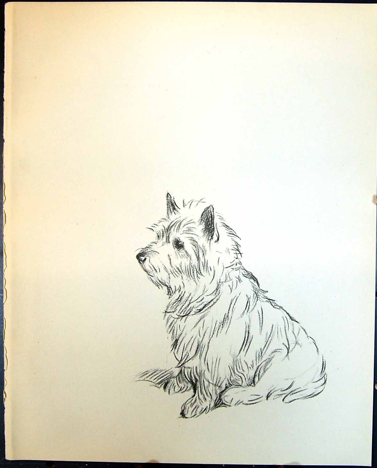 Original Old Vintage Print Terrier Dogs Lucy Dawson 1936 20th Century