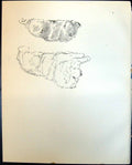 Original Old Vintage Print Fluffy Dogs Sketch Lucy Dawson 1936 20th Century