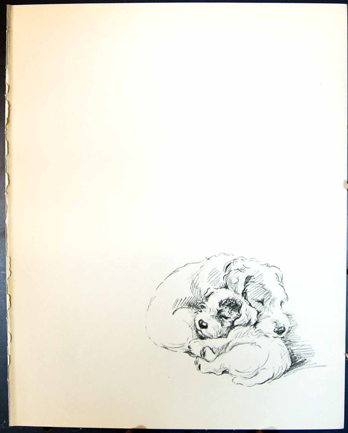 Original Old Vintage Print Sleeping Dogs Lucy Dawson 1936 20th Century
