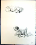 Original Old Vintage Print Binkie Terrier Pet Dogs Animals Lucy Dawson 1936