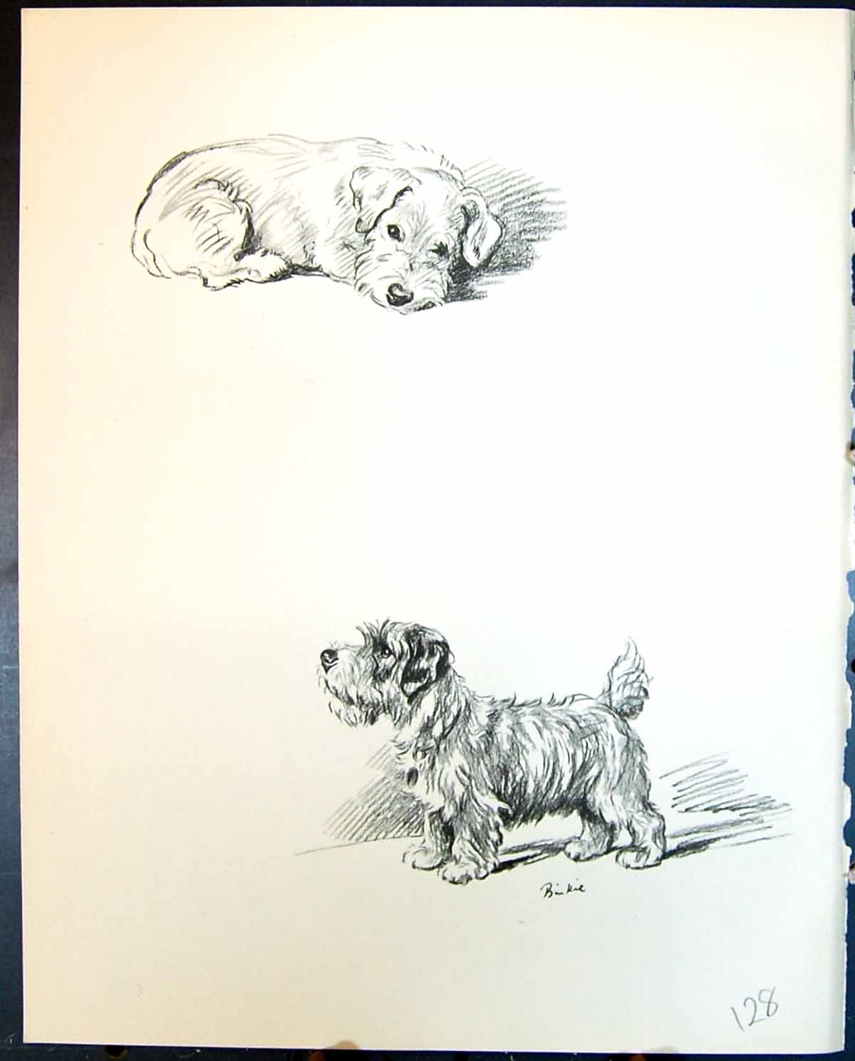 Original Old Vintage Print Binkie Terrier Pet Dogs Animals Lucy Dawson 1936