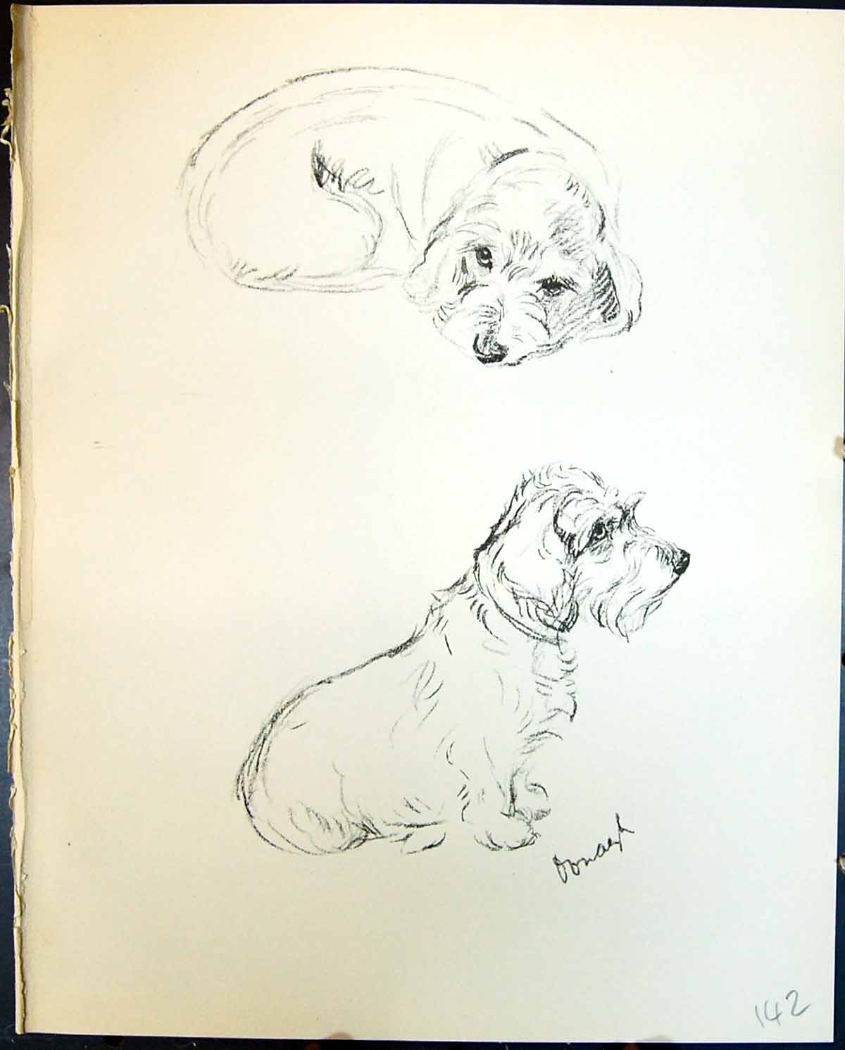 Antique Old Print Oonagh Terrier Sleeping Pet Dogs Animals Lucy Dawson 1936