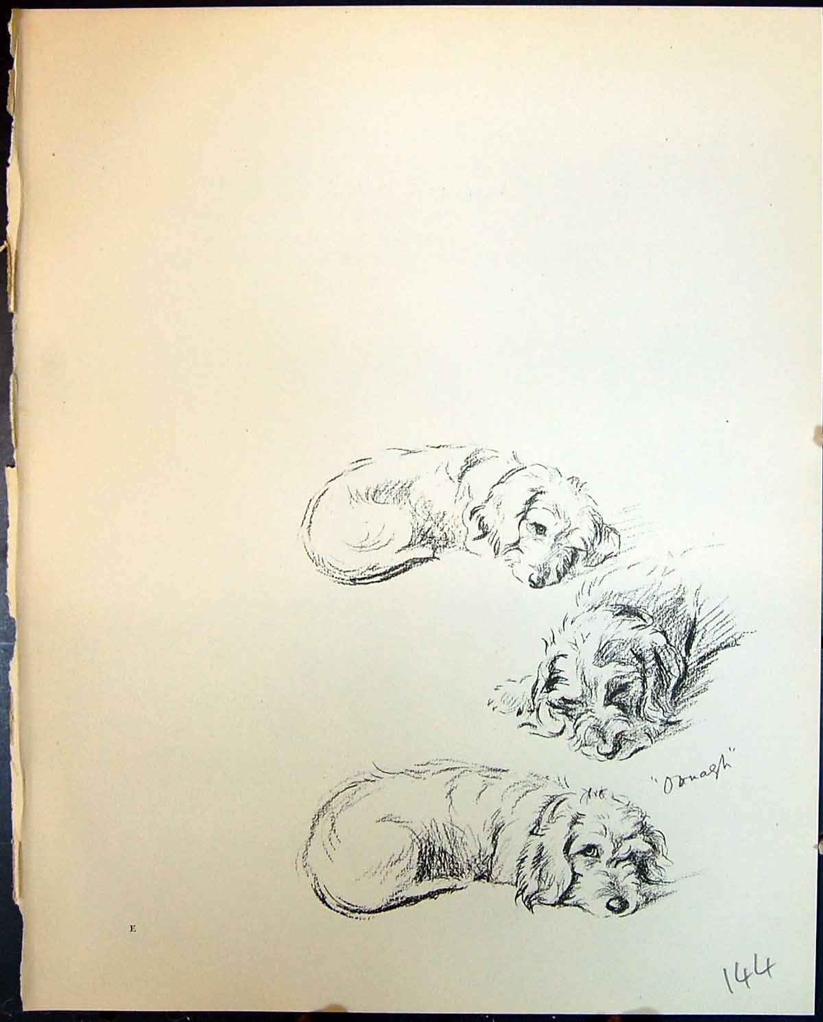 Old Print Oonagh Terrier Sleeping Pet Dogs Animals Lucy Dawson 1936 Ref.2 20th