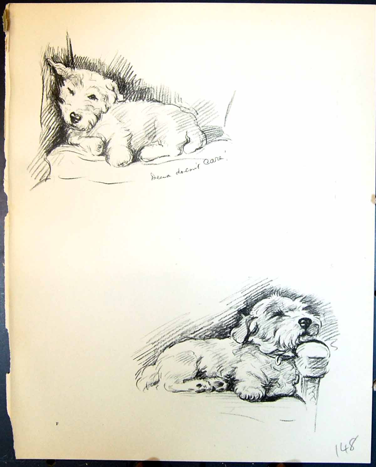 Original Old Vintage Print Deena Pet Dogs Sleeping Animals Lucy Dawson 1936