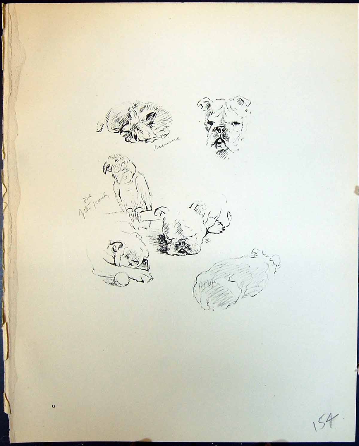 Antique Old Print Joan Minnie Parrot Bird Pet Dogs Animals Lucy Dawson 1936