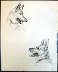 Antique Print Boris Wands German Shepherd Pet Dogs Animals Lucy Dawson 1936