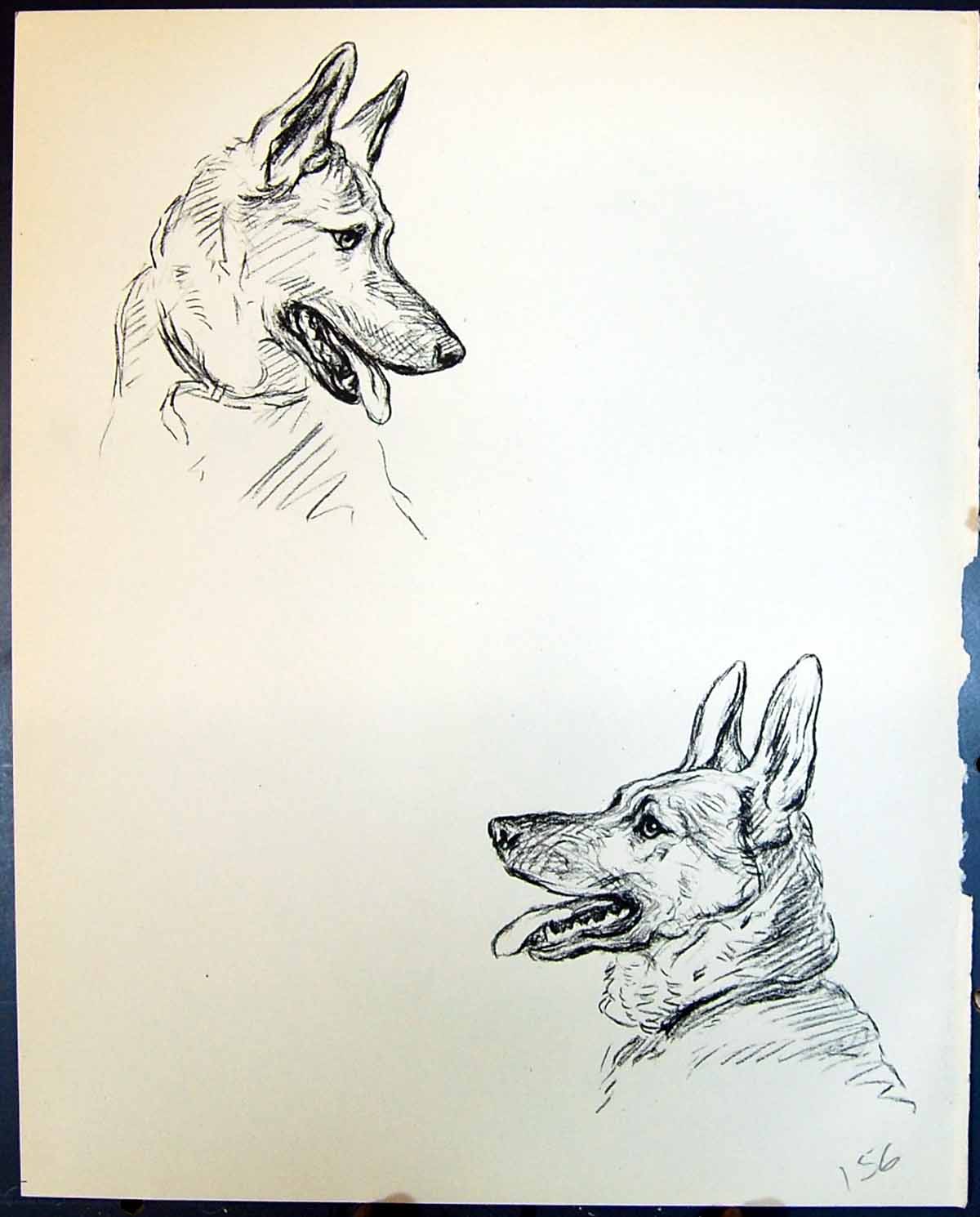 Antique Print Boris Wands German Shepherd Pet Dogs Animals Lucy Dawson 1936