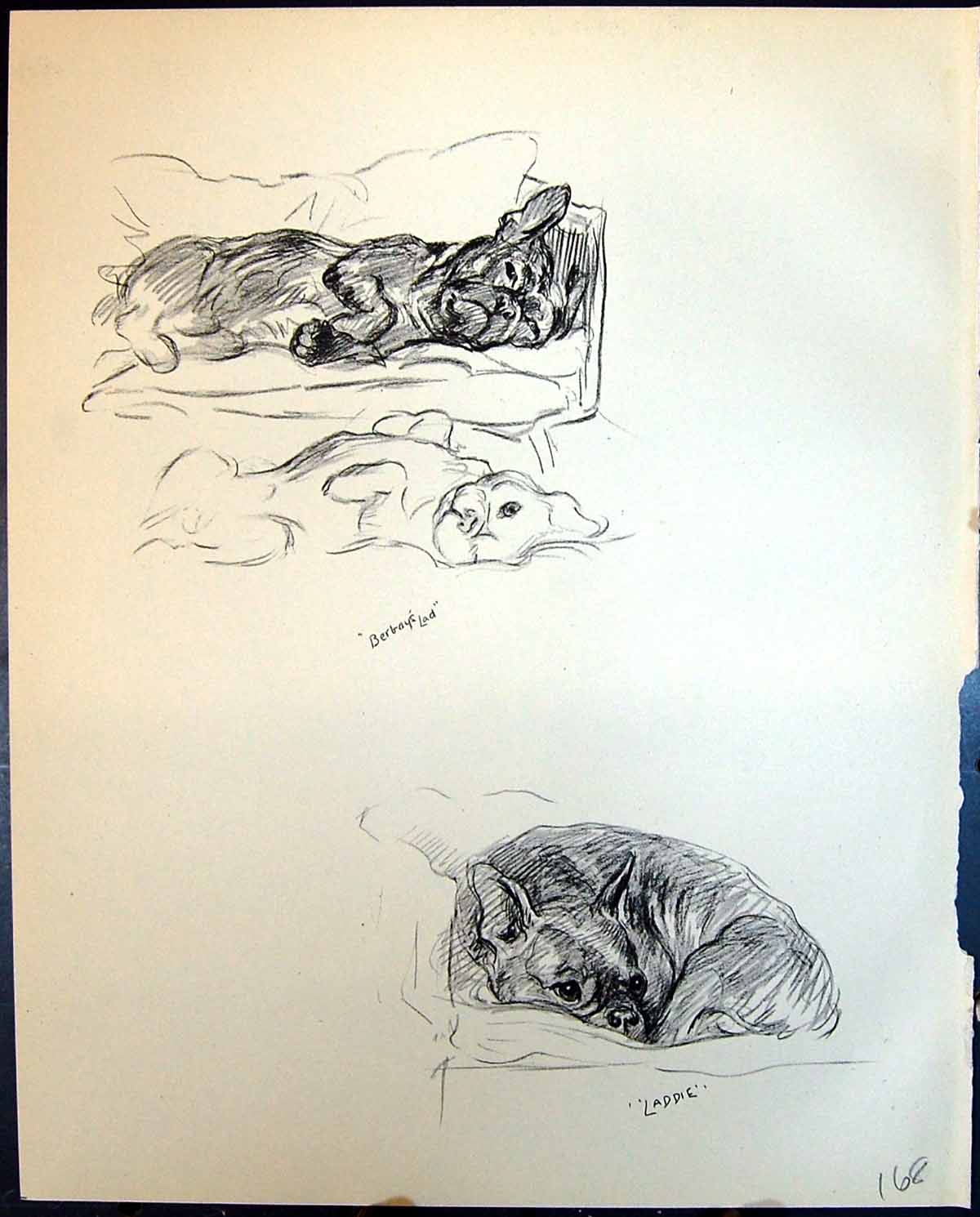 Old Vintage Print Berbay'S Lad Laddie Pet Dogs Animals Lucy Dawson 1936 20th