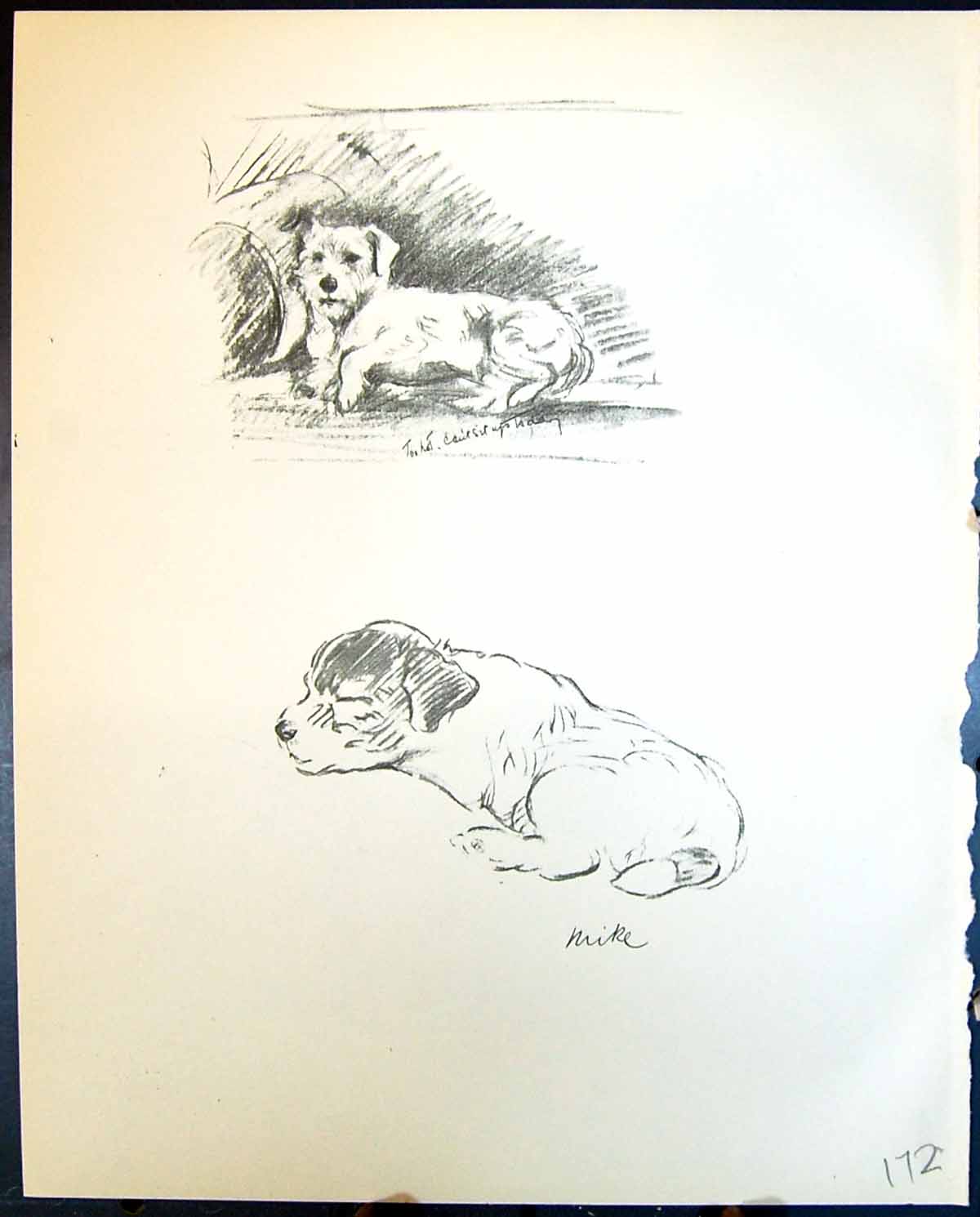 Original Old Vintage Print Mike Pet Dogs Sleeping Animals Lucy Dawson 1936 20th