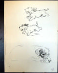 Old Vintage Print Lakeland Terrier Trig Pet Dogs Animals Lucy Dawson 1936 20th
