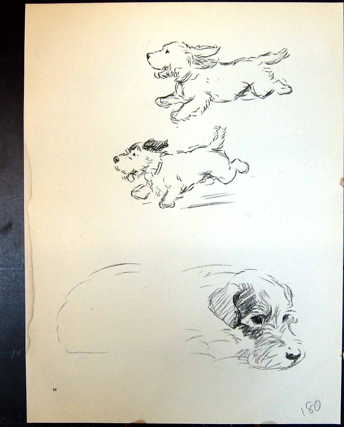 Old Vintage Print Lakeland Terrier Trig Pet Dogs Animals Lucy Dawson 1936 20th