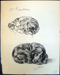 Old Vintage Print Lucky Star Pet Dogs Sleeping Animals Lucy Dawson 1936 20th