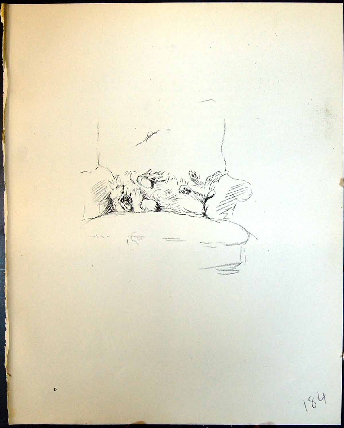 Original Old Vintage Print Sleeping Eating Pet Dogs Animals Lucy Dawson 1936