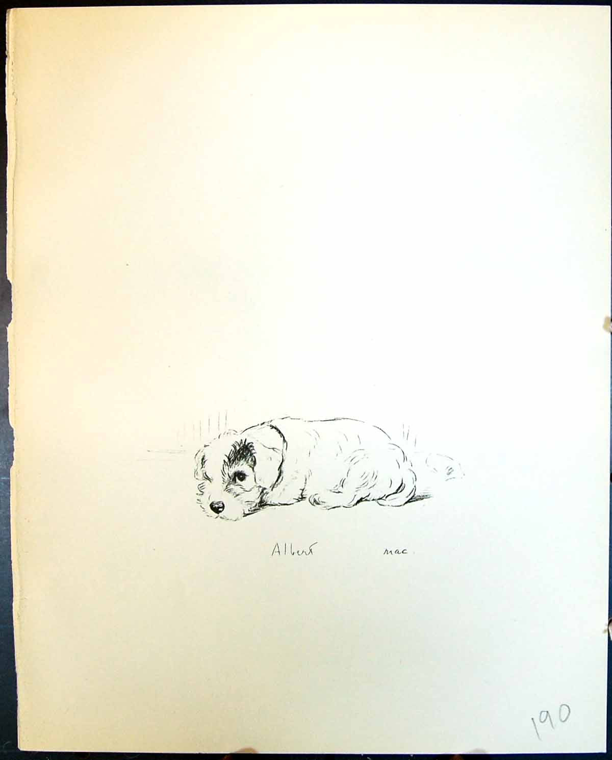 Old Vintage Print Albert Chewing Bone Pet Dogs Animals Lucy Dawson 1936 20th