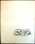 Original Old Vintage Print Terrier Puppies Pet Dogs Animals Lucy Dawson 1936
