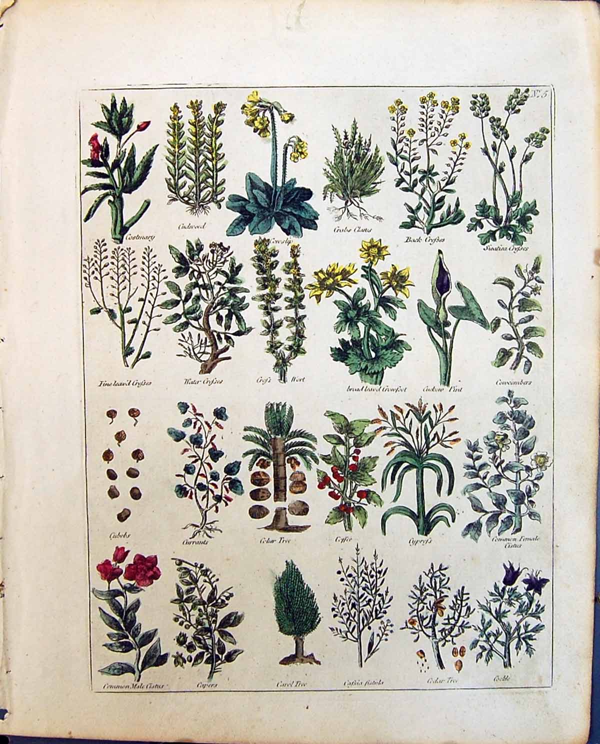 Old Culpeper C1857 Herbs Capers Coffee Cypress Cudweed Water Cress Cu Victorian
