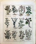 Old Culpeper C1857 Bramble Herbs Blites Borage Butter Bur Blue Bottle Victorian
