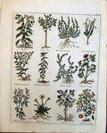 Old Culpeper C1857 Herbs Primroses Female Pioney Penny Royal Privet P Victorian