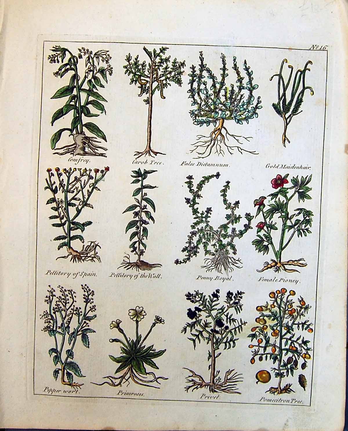 Old Culpeper C1857 Herbs Primroses Female Pioney Penny Royal Privet P Victorian