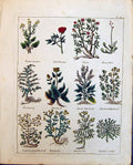 Old Culpeper C1857 Herbs Winter Rocket Male Pioney Roses Rhubarb Rose Victorian