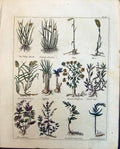 Old Herbs Rushes Rye Saffron Woodsage Sage Broadsage Rice Culpeper C1