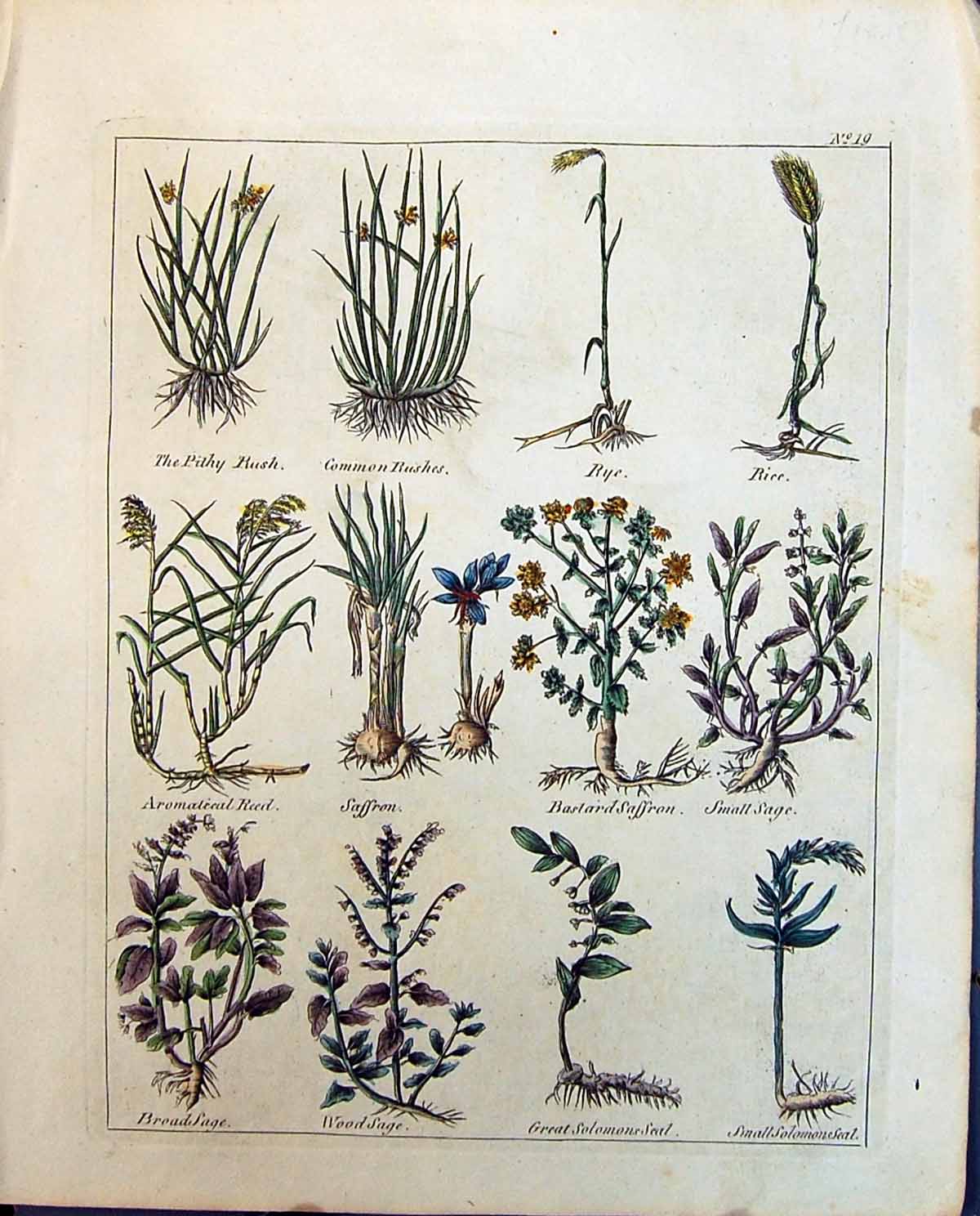 Old Herbs Rushes Rye Saffron Woodsage Sage Broadsage Rice Culpeper C1