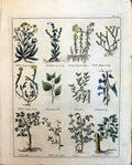 Old Sebastan Sena Sanders Scammony Succory Stonecrop Sycamore Trees C