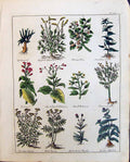 Old Storax Tree Tobacco Thistle Tamerisk Tree Swallow Wort Culpeper C