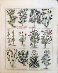 Old Culpeper C1857 Herbs Tunrsole Trefoil Park Leaves Valerian Tormen Victorian