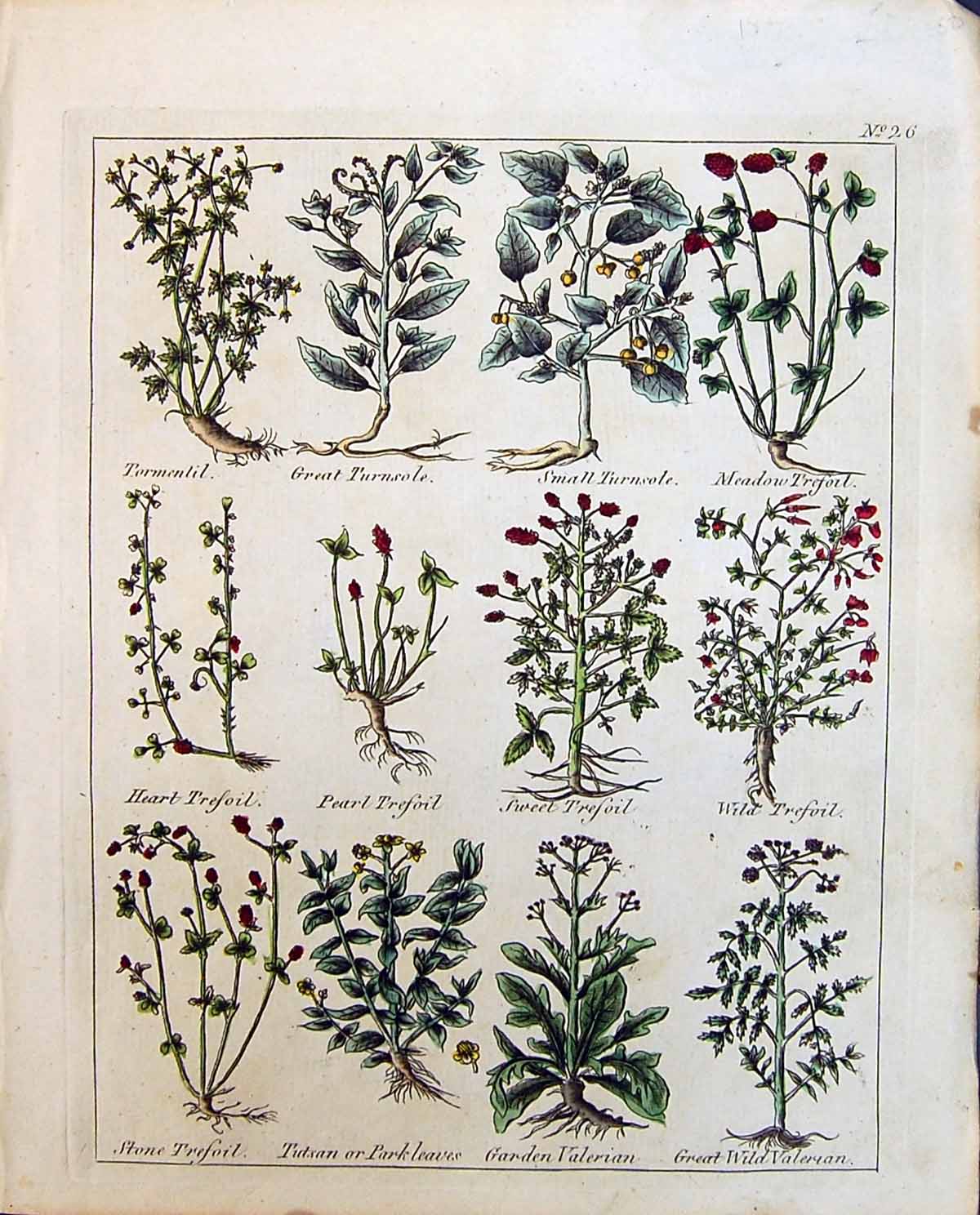 Old Culpeper C1857 Herbs Tunrsole Trefoil Park Leaves Valerian Tormen Victorian