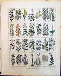 Old Culpeper C1857 Herbs Barley Beech Tree Beans Bugle Birdsfeet Bryo Victorian