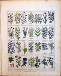 Old Print Gen Rod Firr Tree Herbs Gooseberry Shrubby Culpeper C1857 Grou 19th