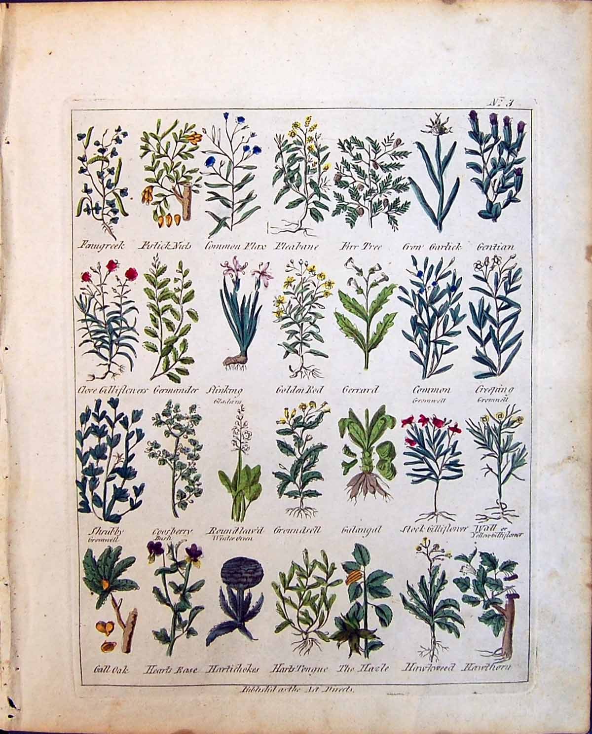 Old Print Gen Rod Firr Tree Herbs Gooseberry Shrubby Culpeper C1857 Grou 19th