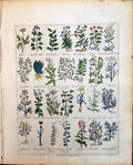 Old Culpeper C1857 Herbs Fig Tree Water Flag Flea Wort Endive Water E Victorian