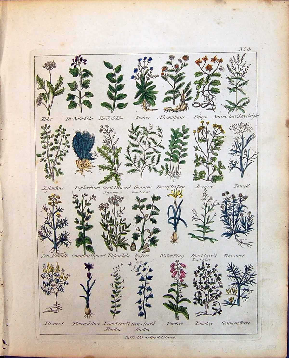 Old Culpeper C1857 Herbs Fig Tree Water Flag Flea Wort Endive Water E Victorian