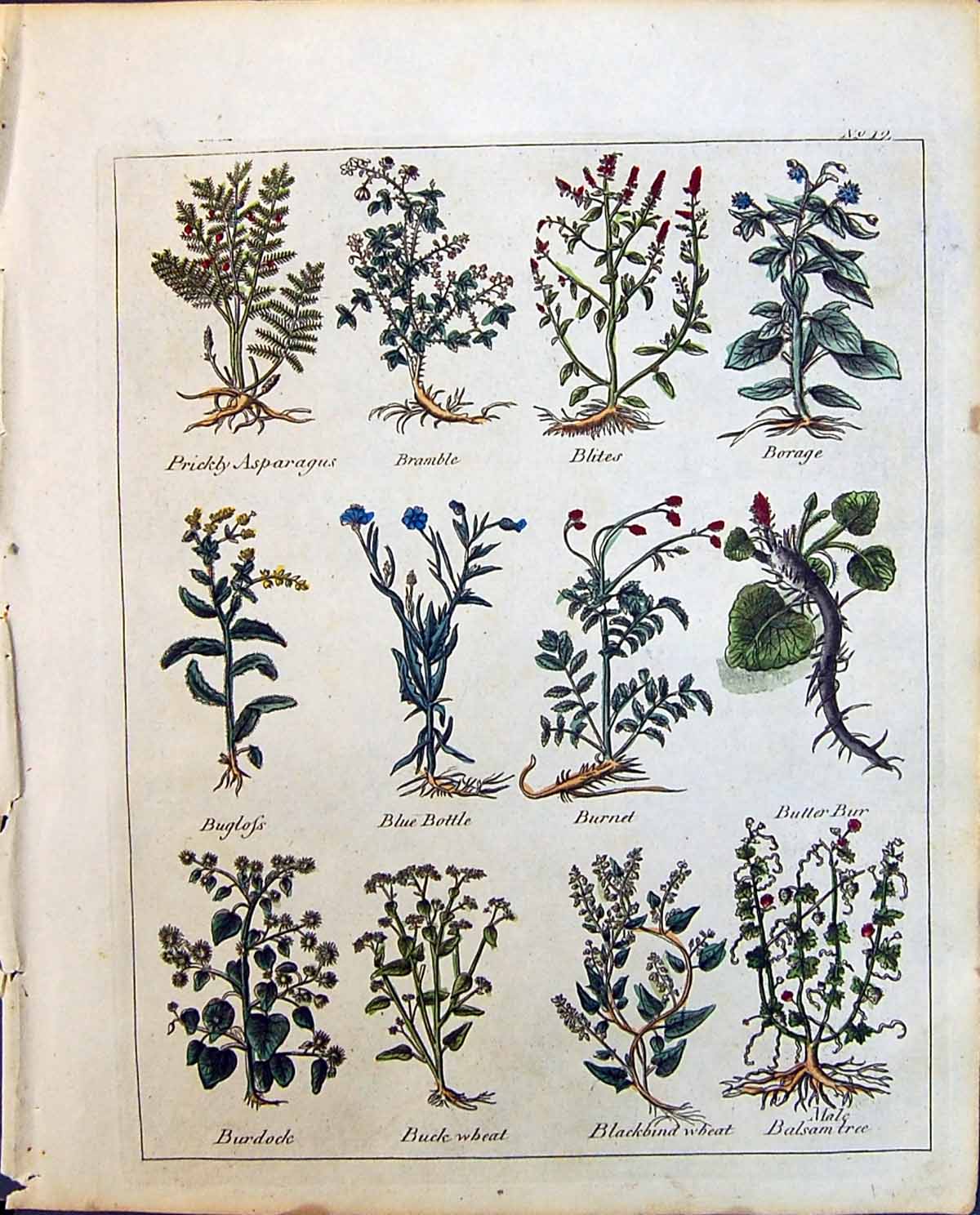 Old Herbs Asparagus Bramble Blites Borage Burnet Blue Bottle Burdock