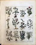 Old Herbs Chickweed Centaury Carraway Cherry Tree Chervil Culpeper C1