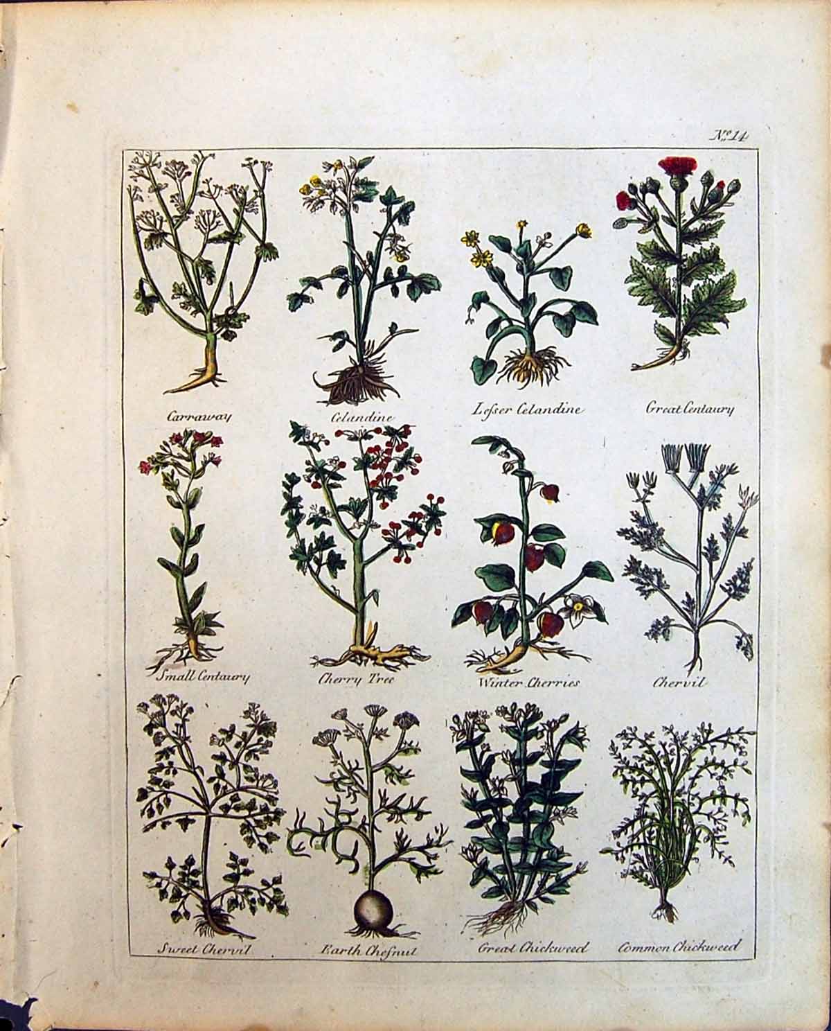 Old Herbs Chickweed Centaury Carraway Cherry Tree Chervil Culpeper C1
