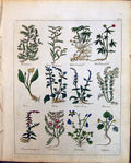 Old Herbs Chich Pease Culpeper C1857 Wild Clary Cives Woundwort Cocks Victorian