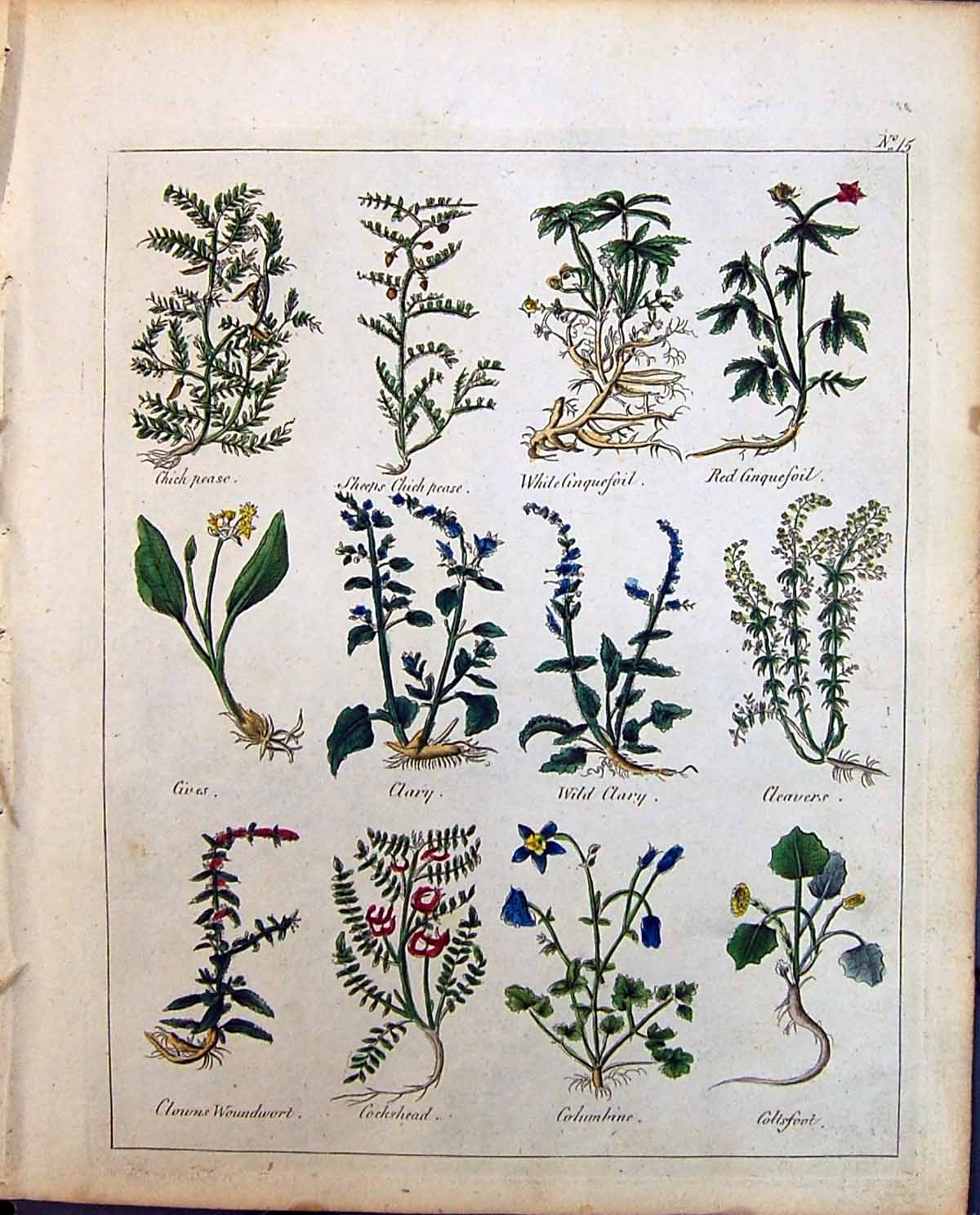 Old Herbs Chich Pease Culpeper C1857 Wild Clary Cives Woundwort Cocks Victorian