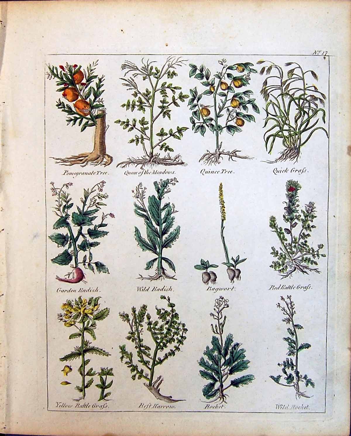 Old Herbs Pomegranate Tree Radish Ragwort Rocket Quinee Rattle Grass